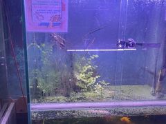 -上海大自然野生昆虫馆(东方明珠·爬宠昆虫探索中心)