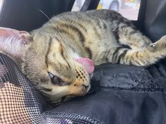 -荔康动物医院(康王北路店)