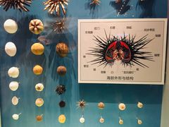 -贝林大翅鲸简餐厅(国家海洋博物馆店)