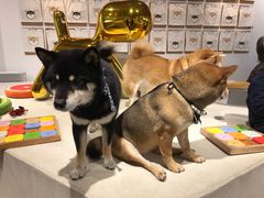 -柴务处·柴犬主题狗咖