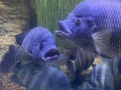 -上海海洋水族馆