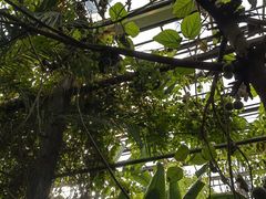 -呀路古热带植物园