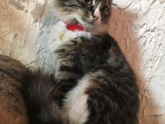 -Sirena海妖日咖夜酒