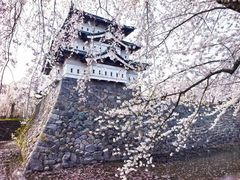 -武汉大学-樱园