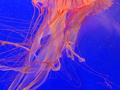 -上海海洋水族馆