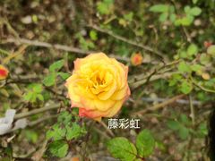 -花博汇(知音花月夜)