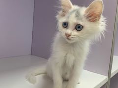 -北京观赏动物医院·24小时大型综合·猫专科·异宠专科