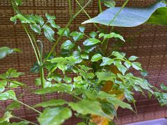 -望京一号·重庆江湖菜(工体店)