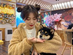 -豆柴町-柴犬主题狗咖(红鼎国际C座店)