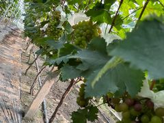 -马陆小张葡萄园农家乐