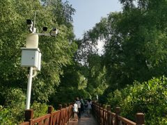 -大亚湾红树林城市湿地公园