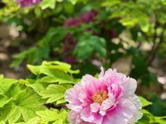 -洛阳市隋唐城遗址植物园