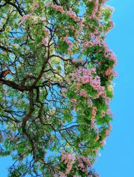 -美肤盾祛痘·问题肌头疗管理中心