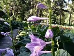 -黑龙江省森林植物园