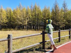 -乌兰布统景区-白桦林