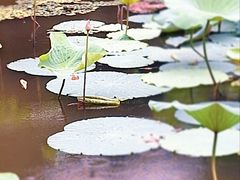-七桥瓮公园