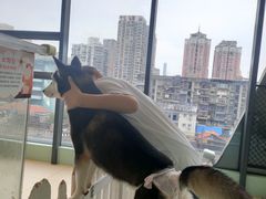 -怪兽屋·羊驼·猫咖·狗咖(俊华广场店)