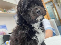 -博特宠物医院24h犬猫全科.骨科·异宠