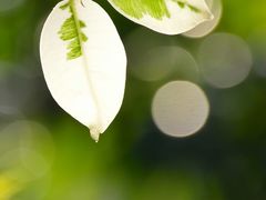 DSC_3431-广州锦绣香江度假别墅