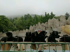 -东方熊牧场