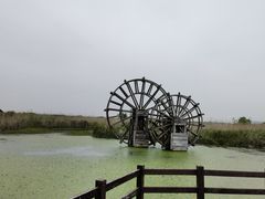 -宁波杭州湾国家湿地公园