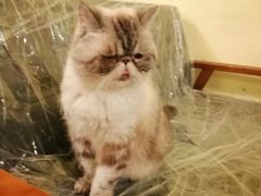-猫色咖啡·猫咖
