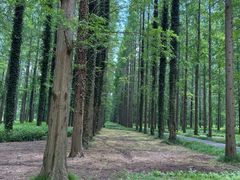 -黄海国家森林公园