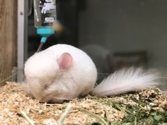 -藦茜花园宠物主题亲子互动体验馆(国顺东路店)