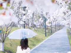 -羊山湖公园