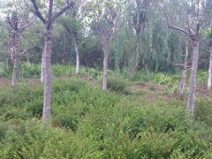 -白鹭湾湿地公园