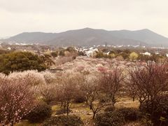 -香雪海