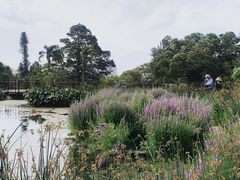 -墨尔本皇家植物园