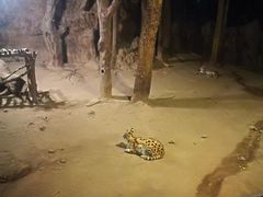 -清迈夜间动物园