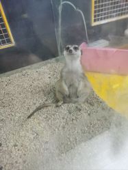 -神奇动物撸宠馆·羊驼·小浣熊·异宠(豫园店)