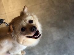 -严国平动物医院(德政总院)