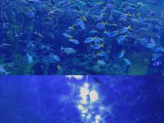 -珠海长隆海洋王国