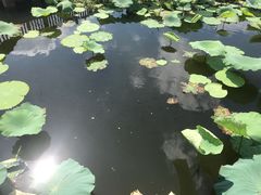 -荷塘月色湿地公园·向阳花洲