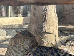 -石家庄市动物园