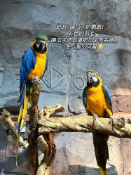 -Zoolung Zoolung动物主题公园(海信广场店)