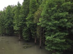 -溱湖国家湿地公园