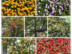 -陆家嘴中心绿地