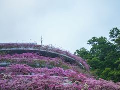 -深圳仙湖植物园-停车场
