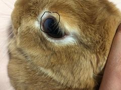 -北京观赏动物医院·24小时大型综合·猫专科·异宠专科