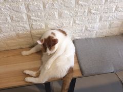 -平行世界·猫咖(首经贸店)