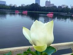 -莲花池公园