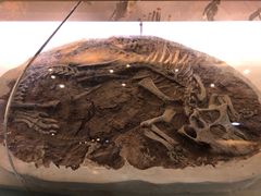 -辽宁古生物博物馆