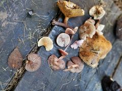 -白草畔自然风景区