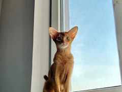 -猫十亿·布偶金渐层·曼基康矮脚猫舍(青年路店)
