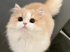 -欣宠猫屋·矮脚拿破仑·蓝金金渐层