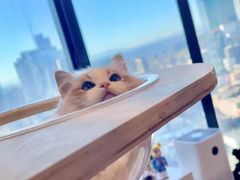 -客栈猫舍(中央北路店)